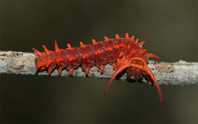 Pipevine Caterpillar