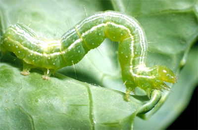 cabbage caterpillar