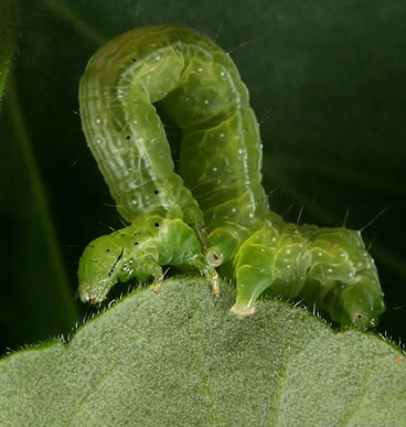 cabbage caterpillar