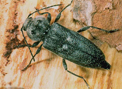 capricorne beetle