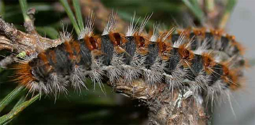 pine processionary caterpillar