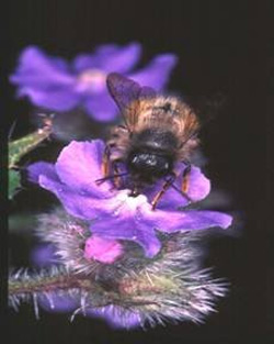 mason bee on a flower