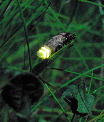 glow worm