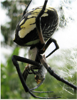 garden spider