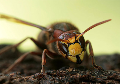 Giant hornet