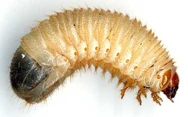 Larva of certonia