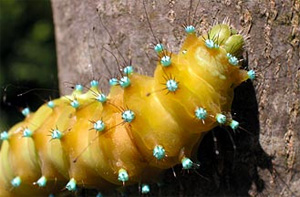 giant peacock moth caterpillar
