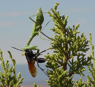 praying mantis and wasp
