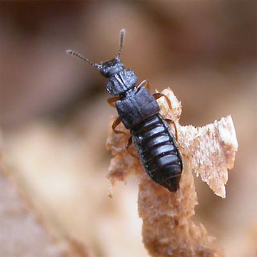 Rove beetle