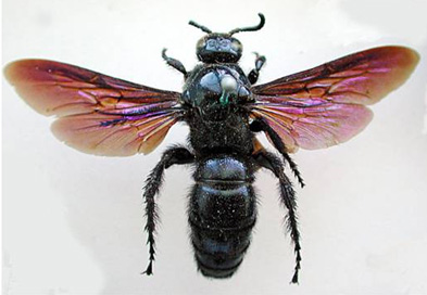hairy flower wasp