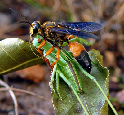 Wasp and katydid