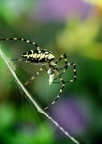 black and yellow spider