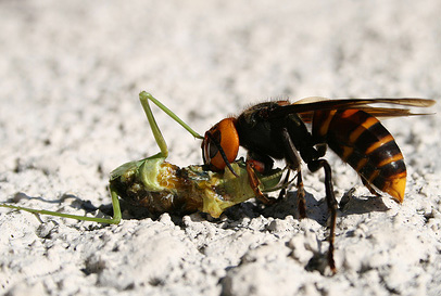 wasp and mantis