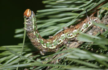 pine processionary caterpillars